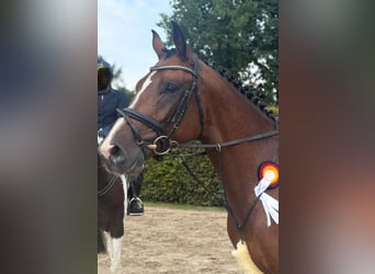 Trakehner, Caballo castrado, 4 años, 169 cm, Castaño
