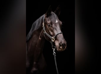 Trakehner, Caballo castrado, 4 años, 169 cm, Negro