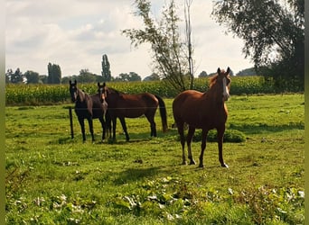 Trakehner, Caballo castrado, 4 años, 170 cm