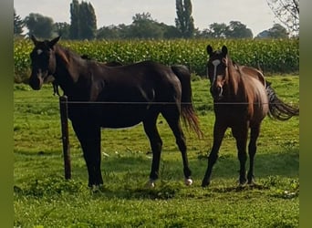 Trakehner, Caballo castrado, 4 años, 170 cm