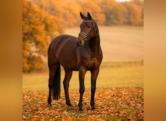 Trakehner, Caballo castrado, 4 años, 170 cm, Castaño