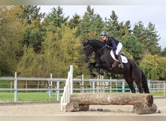 Trakehner, Caballo castrado, 4 años, 171 cm, Negro