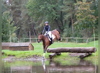 Trakehner, Caballo castrado, 4 años, 172 cm, Castaño