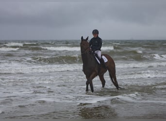 Trakehner, Caballo castrado, 4 años, 172 cm, Castaño