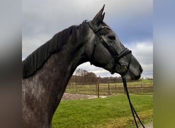 Trakehner, Caballo castrado, 4 años, 173 cm, Tordillo negro