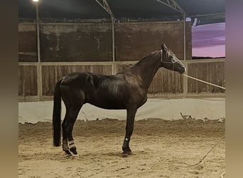 Trakehner, Caballo castrado, 4 años, 175 cm, Negro