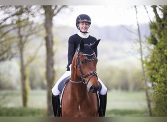 Trakehner, Caballo castrado, 4 años, 177 cm, Castaño