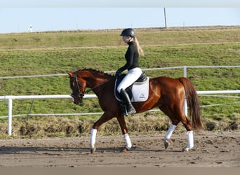 Trakehner, Caballo castrado, 5 años, 155 cm, Alazán