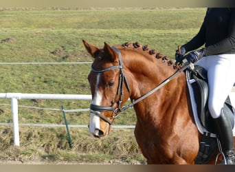 Trakehner, Caballo castrado, 5 años, 155 cm, Alazán
