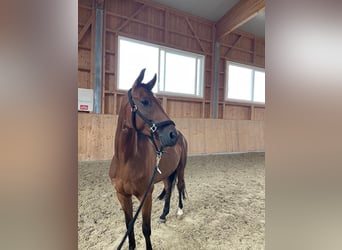 Trakehner, Caballo castrado, 5 años, 160 cm, Castaño oscuro