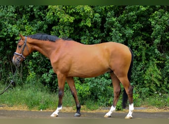 Trakehner, Caballo castrado, 5 años, 161 cm, Castaño