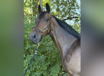 Trakehner, Caballo castrado, 5 años, 163 cm, Castaño