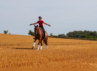 Trakehner, Caballo castrado, 5 años, 164 cm, Castaño