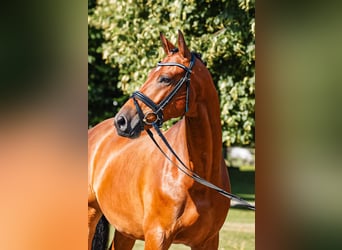 Trakehner, Caballo castrado, 5 años, 164 cm, Castaño