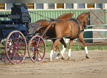 Trakehner, Caballo castrado, 5 años, 165 cm, Alazán