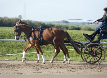 Trakehner, Caballo castrado, 5 años, 165 cm, Alazán