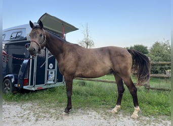 Trakehner, Caballo castrado, 5 años, 165 cm, Buckskin/Bayo