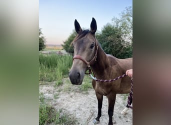 Trakehner, Caballo castrado, 5 años, 165 cm, Buckskin/Bayo