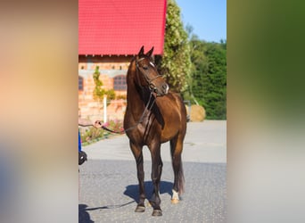 Trakehner, Caballo castrado, 5 años, 165 cm, Castaño rojizo