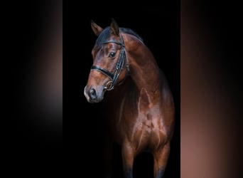 Trakehner, Caballo castrado, 5 años, 165 cm, Castaño rojizo