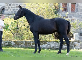 Trakehner, Caballo castrado, 5 años, 165 cm, Morcillo