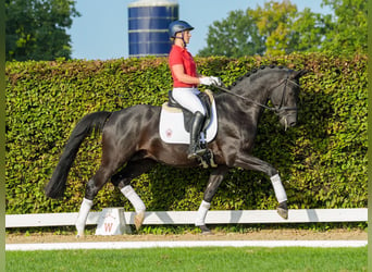 Trakehner, Caballo castrado, 5 años, 166 cm, Morcillo