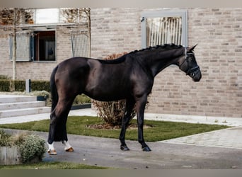 Trakehner, Caballo castrado, 5 años, 166 cm, Negro