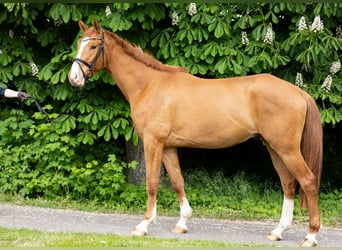 Trakehner, Caballo castrado, 5 años, 167 cm, Alazán