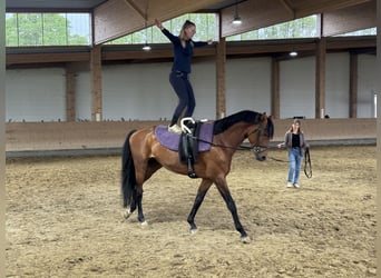 Trakehner, Caballo castrado, 5 años, 167 cm, Castaño