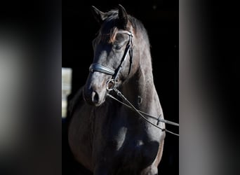 Trakehner, Caballo castrado, 5 años, 168 cm, Castaño oscuro
