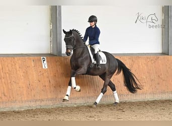 Trakehner, Caballo castrado, 5 años, 168 cm, Castaño oscuro