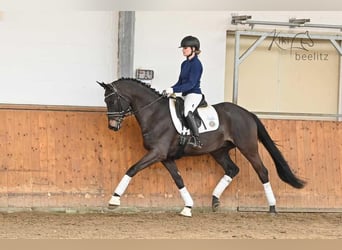 Trakehner, Caballo castrado, 5 años, 168 cm, Castaño oscuro