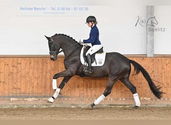 Trakehner, Caballo castrado, 5 años, 168 cm, Castaño oscuro