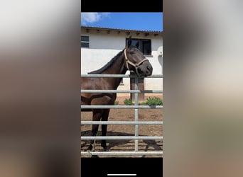 Trakehner, Caballo castrado, 5 años, 168 cm, Negro