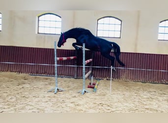 Trakehner, Caballo castrado, 5 años, 168 cm, Negro