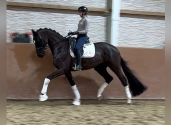 Trakehner, Caballo castrado, 5 años, 169 cm, Negro