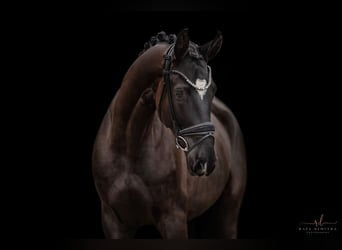 Trakehner, Caballo castrado, 5 años, 169 cm, Negro