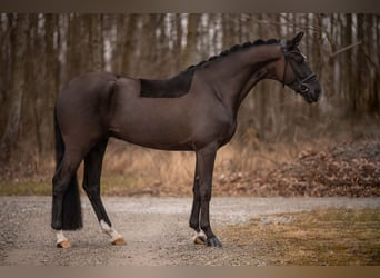 Trakehner, Caballo castrado, 5 años, 169 cm, Negro