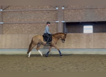 Trakehner, Caballo castrado, 5 años, 170 cm, Alazán