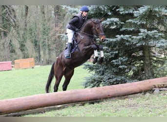 Trakehner, Caballo castrado, 5 años, 170 cm, Castaño oscuro