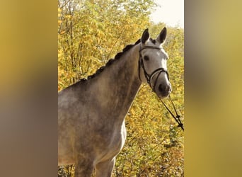 Trakehner, Caballo castrado, 5 años, 170 cm, Tordo