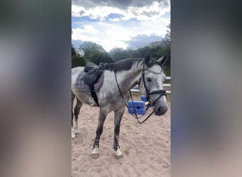 Trakehner, Caballo castrado, 5 años, 170 cm, Tordo