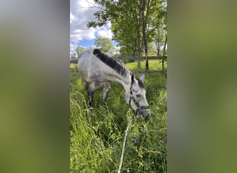 Trakehner, Caballo castrado, 5 años, 170 cm, Tordo