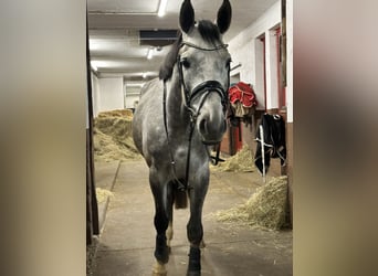 Trakehner, Caballo castrado, 5 años, 170 cm, Tordo