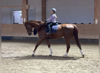 Trakehner, Caballo castrado, 5 años, 172 cm, Alazán-tostado