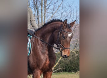 Trakehner, Caballo castrado, 5 años, 173 cm, Castaño