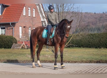 Trakehner, Caballo castrado, 5 años, 173 cm, Castaño