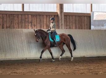 Trakehner, Caballo castrado, 5 años, 173 cm, Castaño