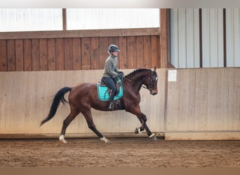 Trakehner, Caballo castrado, 5 años, 173 cm, Castaño