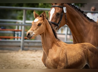 Trakehner, Caballo castrado, 5 años, 173 cm, Castaño